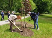 Nova stabla u Vrbanićevom perivoju