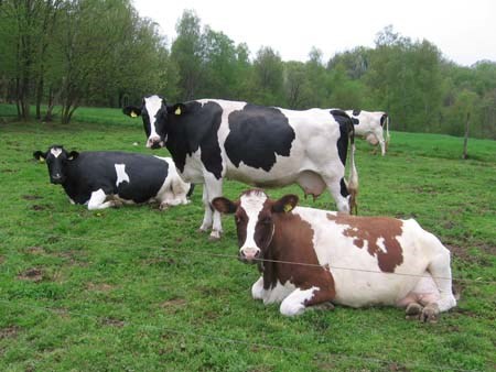 Vodič za dodjelu bespovratnih sredstava za razvoj poduzetništva, turizma, poljoprivrede i ruralnog razvoja u 2014.